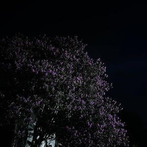 dont let me go (Explicit)