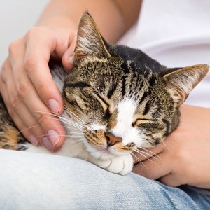 Ritmos Serenos Que Arrullan A Los Gatitos