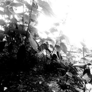 Next(feat. Saidur Rahman)