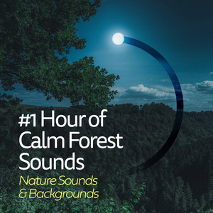 #1 Hour of Calm Forest Sounds