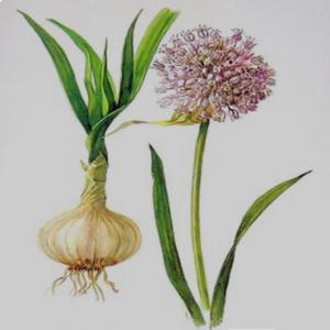 Allium Sativum (Explicit)