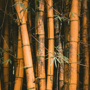 Bamboo