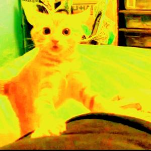 fentanyl (remix|Explicit)