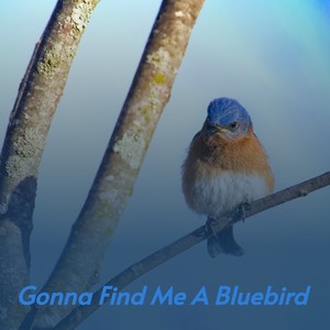 Gonna Find Me a Bluebird