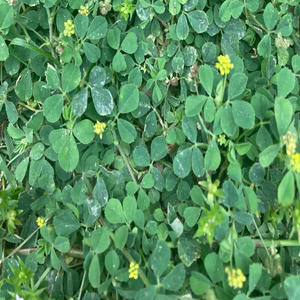 stupid (akki) (feat. kyl6n) (Explicit)