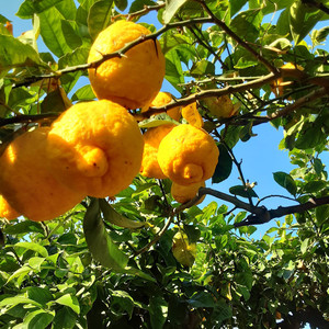 Suite de trois morceaux, Op.116: No.2, Idylle