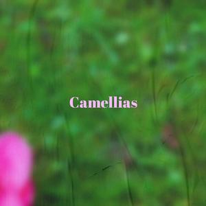 Camellias