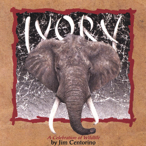 Ivory, A Celebration Of Wildlife