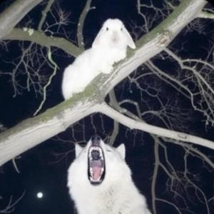 nocturnal (Explicit)