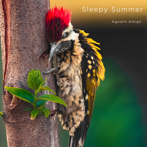 Sleepy Summer