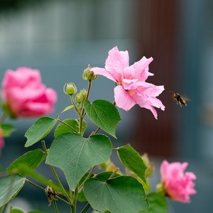 蓉城盛开的芙蓉花