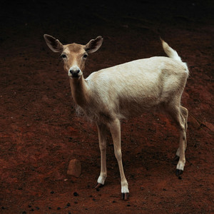 El Riesgo Del Querer