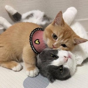 东西 完整