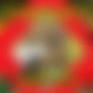 What's That Smell(feat. Supah Defari V.I Pizzy & Ras Dane Jah)
