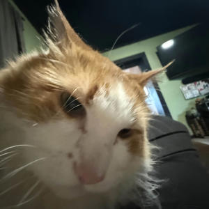 saywhatyouwant (feat. metraberryy)