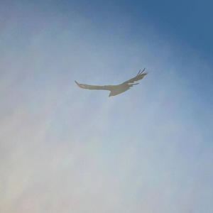 SKY HIGH (Explicit)