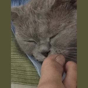 老头与猫