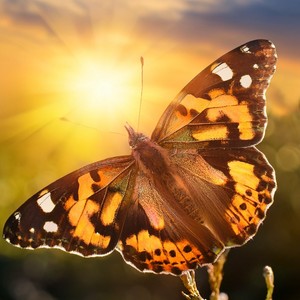 Crying Laughter, Stillness In Motion