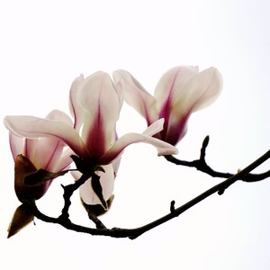 玉兰花般的你 (女声独唱)