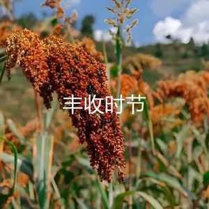 丰收时节