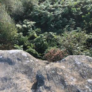 branches (Nightly Gatherings Remix)