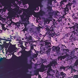 深山桜 (feat. MAYO)