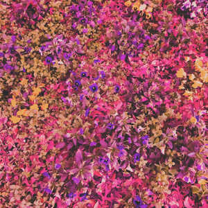 Cometa (Ir a Buscarnos)