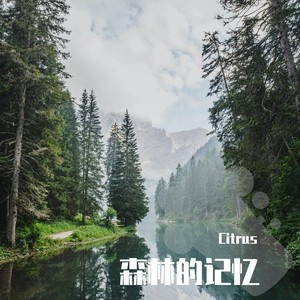 森林的记忆