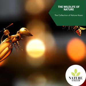 The Wildlife of Nature - The Collection of Nature Music