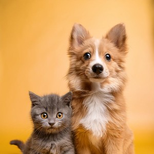 Progresión Reconfortante De Sonido