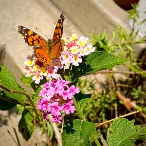 stay or go (Explicit)