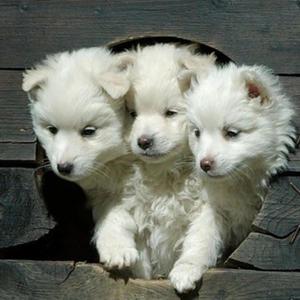 cerberus
