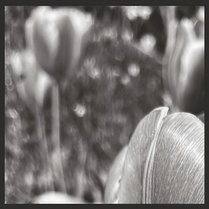 Georgia Denham - If Bells Could Weep