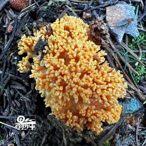 #WeBeenCrunkk+* (Explicit)