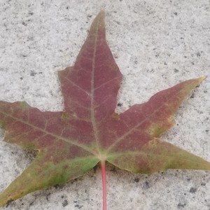 她的眼睛会唱歌