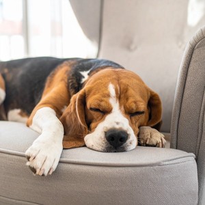 Meditación De Perros Pacíficos