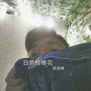 小陈Cc - 白色桔梗花