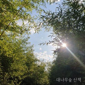 대나무숲 산책 (Bamboo forest walk)