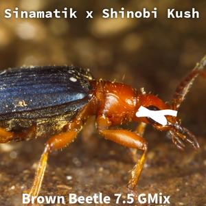 Brown Beetle 7.5 G-Mix (feat. Shinobi Kush)