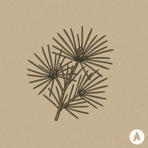 Umbrella Fir