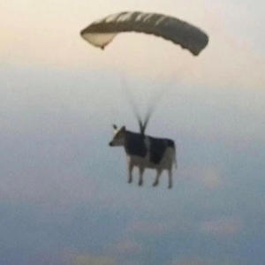 Flying army cow