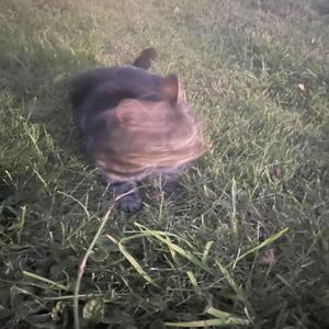 ARGUMENTS (feat. 1ndoset) (Explicit)