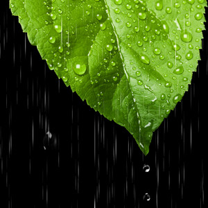 Consistent Rain in Nature