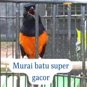 Murai Batu Super Gacor (Live)