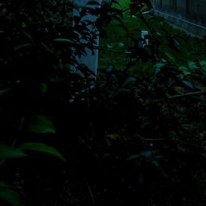 ＢＡＮＥＢＥＲＲＩＥＳ 类 叶 升 麻