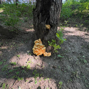 LA fa my Wifey (Explicit)