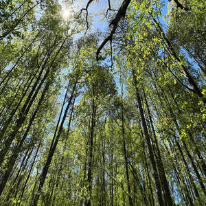 realniggas (feat. riro) (Explicit)