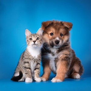 Instrumental puro - Ritmos Nocturnos Para Mascotas