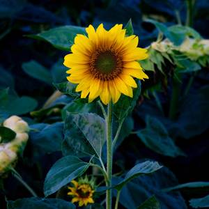 Daisies (Explicit)