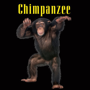 chimpanzee sound mp3 download